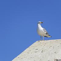 Goéland sur l'île du Rouveau en Méditerranée 