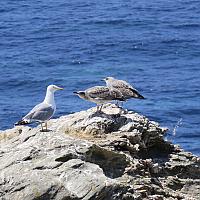 Goéland sur l'île du Rouveau en Méditerranée 